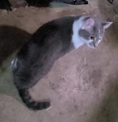 Found/Stray Unknown Cat last seen Near 22nd and Thomas, Melrose Park, IL 60160