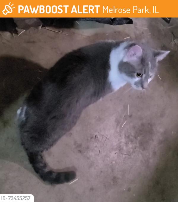 Found/Stray Unknown Cat last seen Near 22nd and Thomas, Melrose Park, IL 60160