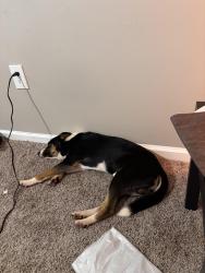 Lost Male Dog last seen Victory lane, Kirby road, Anderson County, SC 29627
