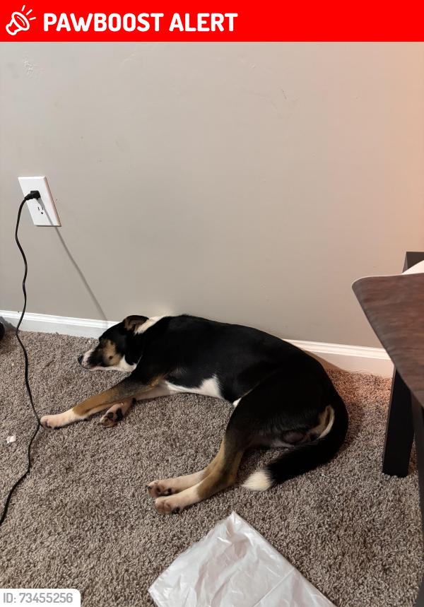 Lost Male Dog last seen Victory lane, Kirby road, Anderson County, SC 29627