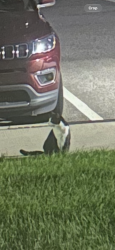 Found/Stray Unknown Cat last seen Greystone Pointe, Knoxville, TN 37932