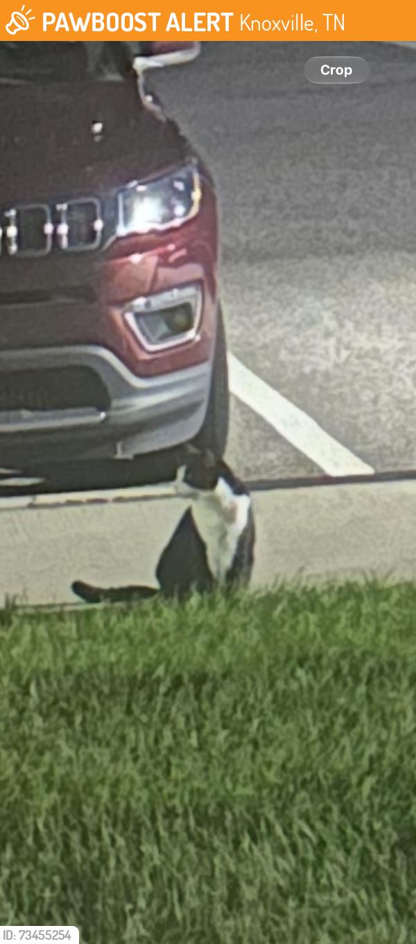 Found/Stray Unknown Cat last seen Greystone Pointe, Knoxville, TN 37932