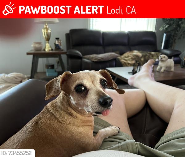 Lost Female Dog last seen Casa De Lodi mobile home park, Lodi, CA 95240