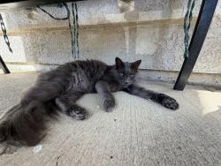 Found/Stray Unknown Cat last seen Roadrunner dr, Roseville, CA 95747