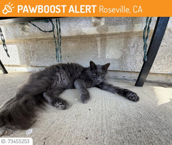 Found/Stray Unknown Cat last seen Roadrunner dr, Roseville, CA 95747