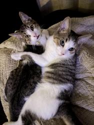 Lost Male Cat last seen Dorothy and Oakland ave, Johnson City, TN 37604