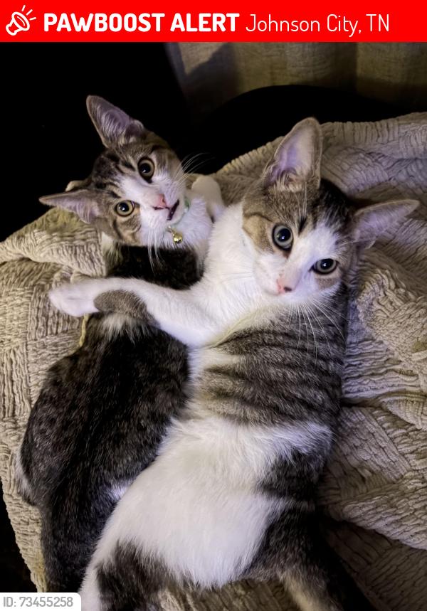 Lost Male Cat last seen Dorothy and Oakland ave, Johnson City, TN 37604