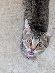 Reunited Male Cat last seen West Adams Height Park, Los Angeles, CA 90018