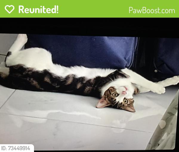 Reunited Male Cat last seen Longford river, Hampton Hill, England 