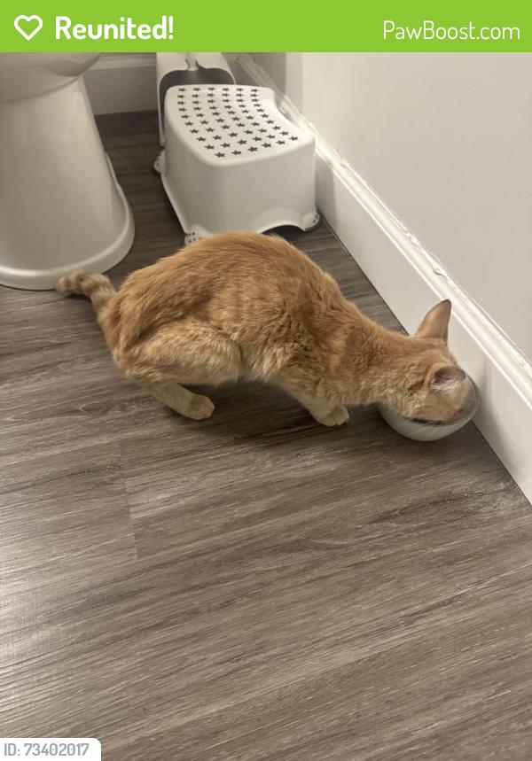 Reunited Male Cat last seen Cosmos Lane, McElrath Road and Foster Circle, Greer, SC 29651