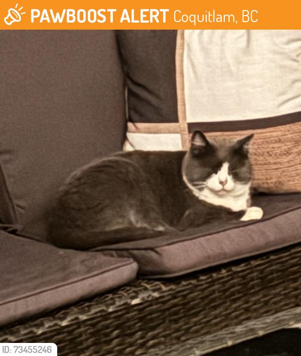 Found/Stray Unknown Cat last seen Montgomery, Coquitlam, BC 