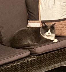 Found/Stray Unknown Cat last seen Montgomery, Coquitlam, BC 