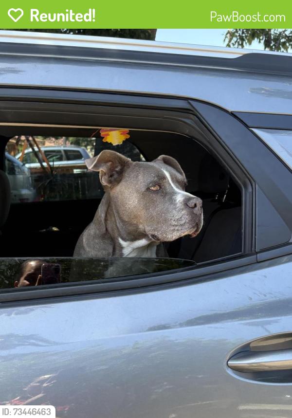Reunited Male Dog last seen Locust and Manzanita, Carmichael, CA 95608