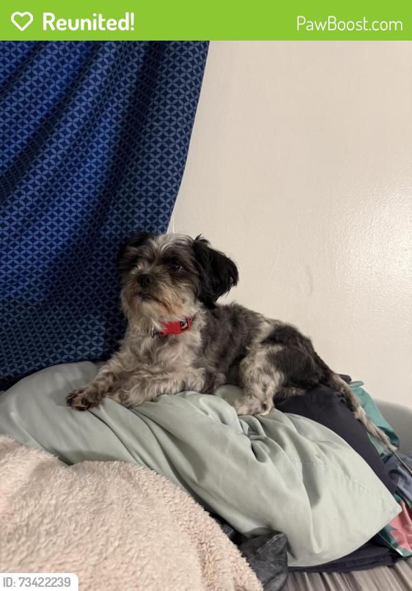 Reunited Male Dog last seen Near Wilson Pl, Roosevelt, NY 11575. (Freeport,Nassau), Roosevelt, NY 11575