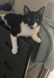 Lost Female Cat last seen 126th st, Omaha, NE 68164