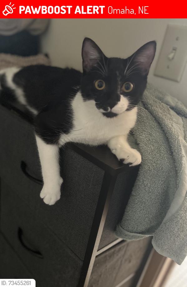Lost Female Cat last seen 126th st, Omaha, NE 68164