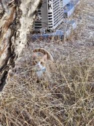 Found/Stray Male Cat last seen Voltaire Stree and Wabaska Drive, San Diego, CA 92107