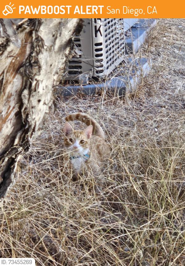 Found/Stray Male Cat last seen Voltaire Stree and Wabaska Drive, San Diego, CA 92107