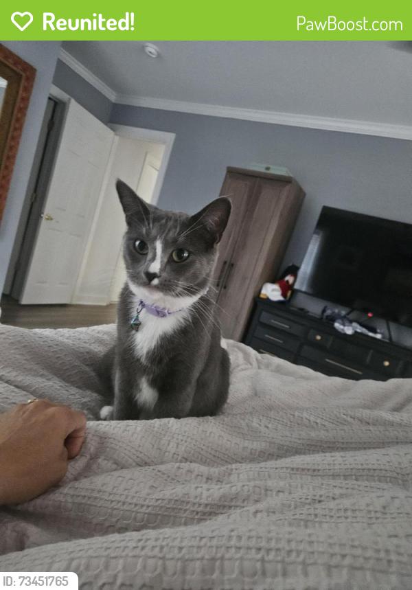 Reunited Female Cat last seen Cole Mill rd/Sparger rd, Durham, NC 27705