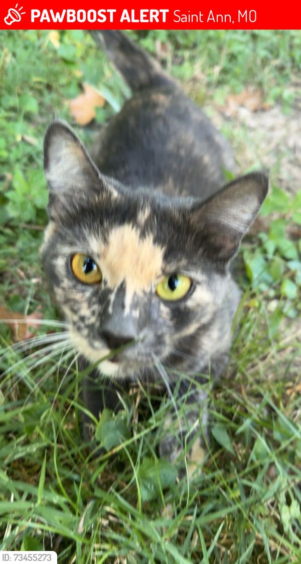 Lost Female Cat last seen St.Charles Rock Rd, Saint Ann, MO 63074