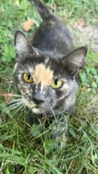Lost Female Cat last seen St.Charles Rock Rd, Saint Ann, MO 63074