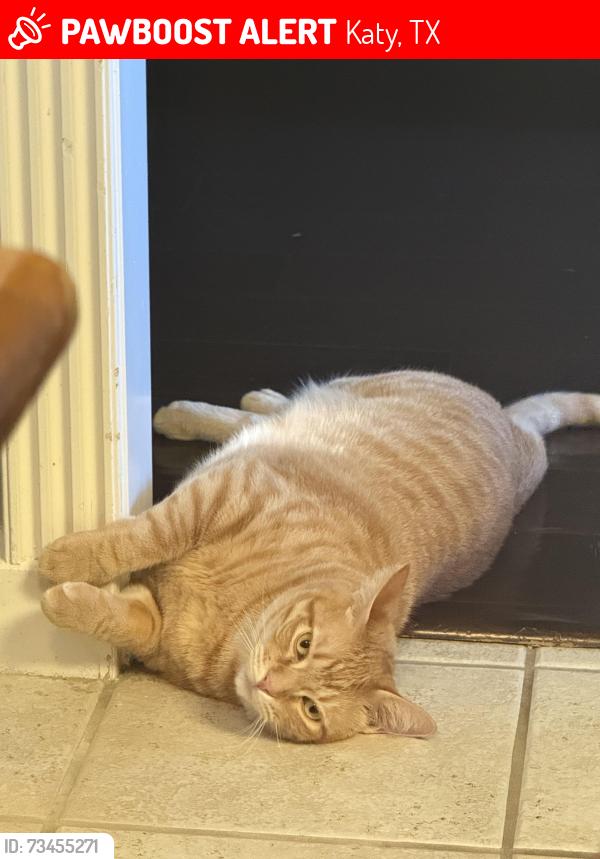 Lost Male Cat last seen Norwalk Drive and Spring Rose Drive, Katy, TX 77450