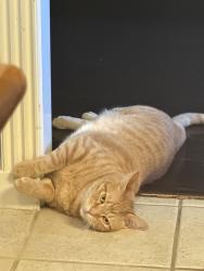 Lost Male Cat last seen Norwalk Drive and Spring Rose Drive, Katy, TX 77450