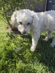 Lost Female Dog last seen W ave I and 10 st w, Lancaster, CA 93536