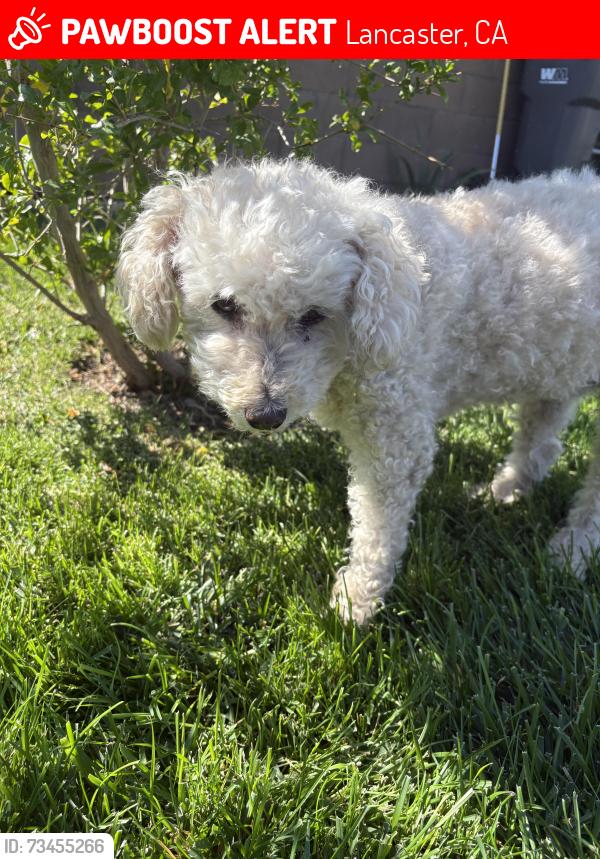 Lost Female Dog last seen W ave I and 10 st w, Lancaster, CA 93536