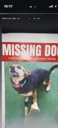 Lost Female Dog last seen 21st and Garnett, Tulsa, OK 74128