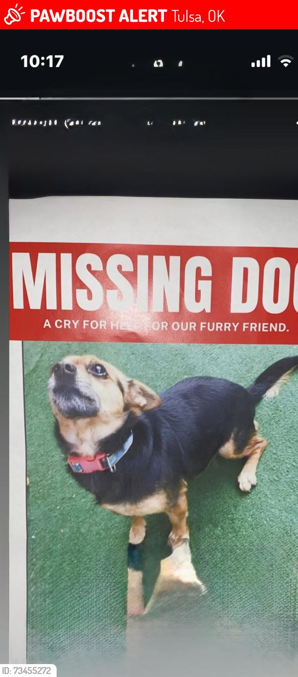Lost Female Dog last seen 21st and Garnett, Tulsa, OK 74128