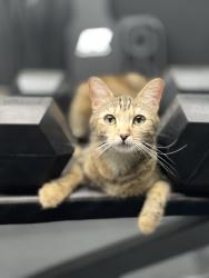 Reunited Female Cat last seen Southern oak drive, Winchester, CA 92596