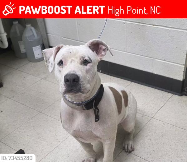 Lost Female Dog last seen Woodview drive neighborhood high point nc, High Point, NC 27265