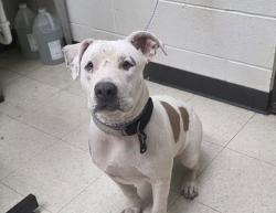Lost Female Dog last seen Woodview drive neighborhood high point nc, High Point, NC 27265