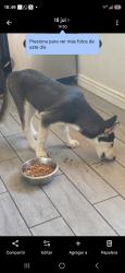 Lost Male Dog last seen Near W Oregon Dr, Lakewood, CO 80232, Lakewood, CO 80232