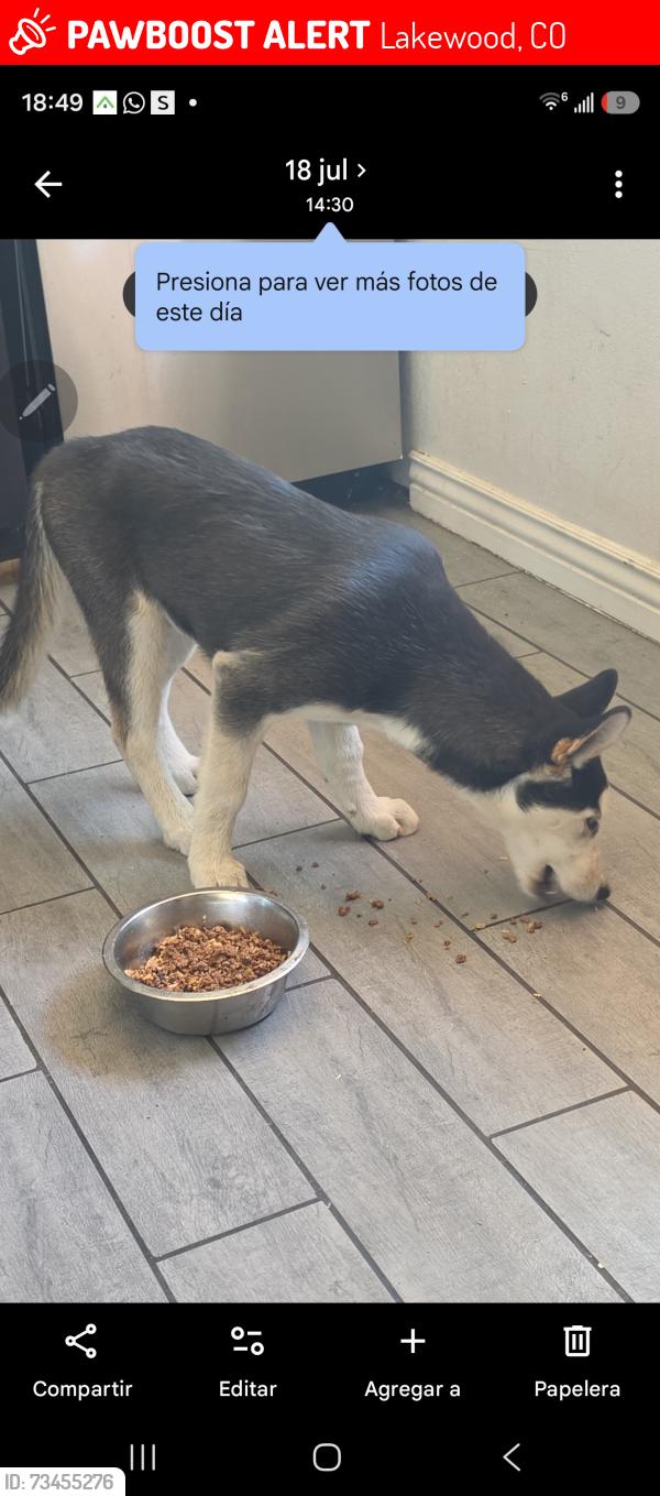 Lost Male Dog last seen Near W Oregon Dr, Lakewood, CO 80232, Lakewood, CO 80232