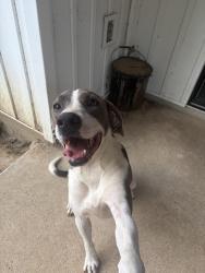 Lost Male Dog last seen Columbiana downtown, Columbiana, AL 35051