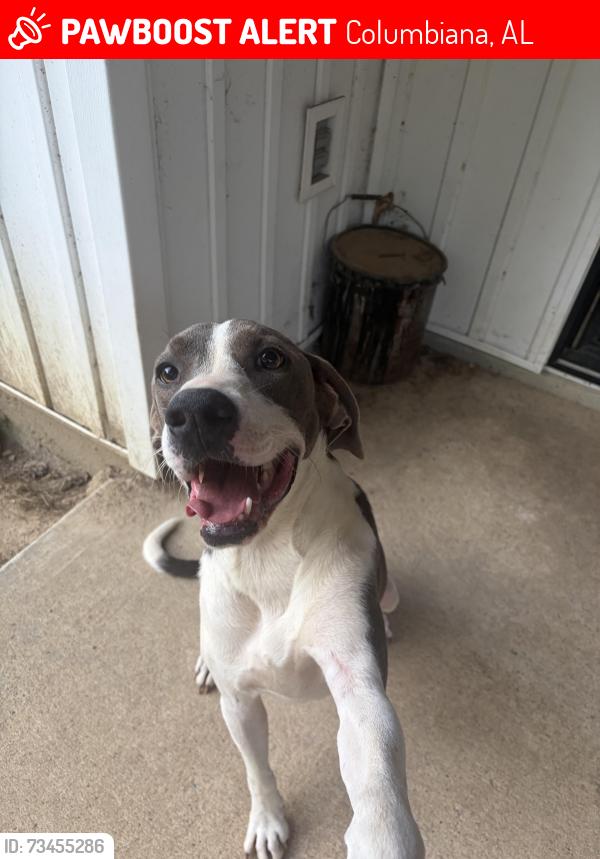 Lost Male Dog last seen Columbiana downtown, Columbiana, AL 35051