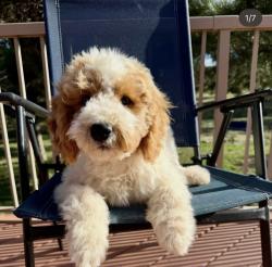 Lost Female Dog last seen Gypsum county road, Gypsum, CO 81637