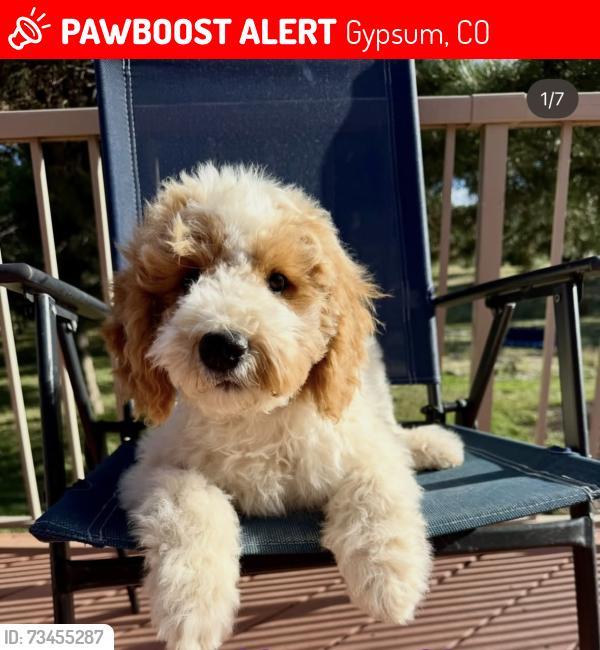 Lost Female Dog last seen Gypsum county road, Gypsum, CO 81637