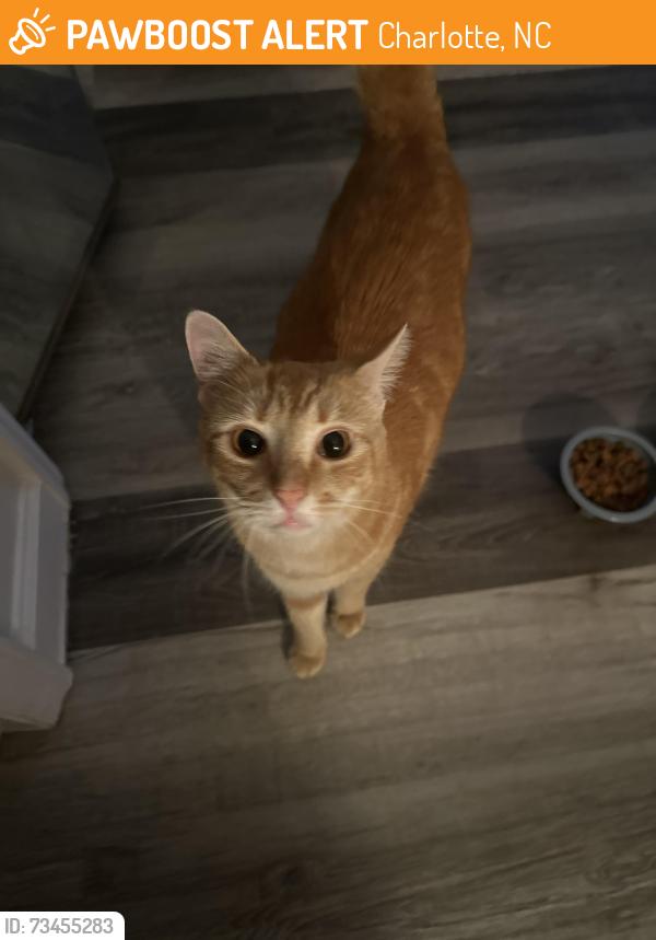 Found/Stray Male Cat last seen Treebranch drive, Charlotte, NC 28216