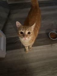 Found/Stray Male Cat last seen Treebranch drive, Charlotte, NC 28216