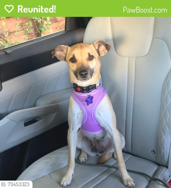 Reunited Female Dog last seen Midway Blvd & Denlyn St, Novato, CA 94947