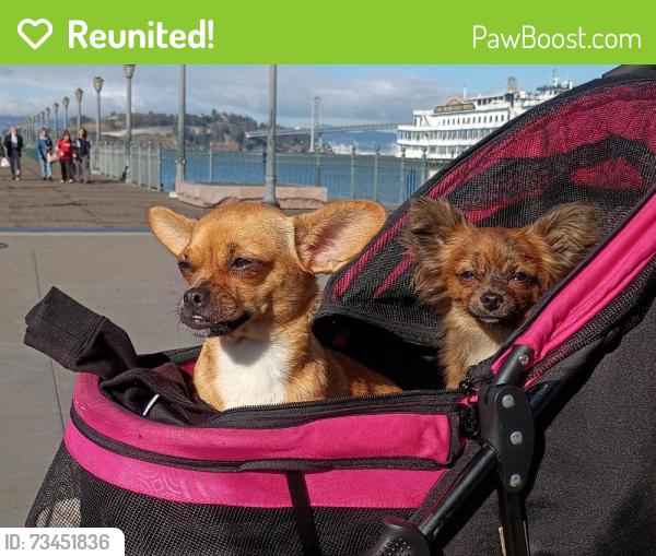 Reunited Female Dog last seen 9th and mission, San Francisco, CA 94102