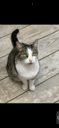 Reunited Female Cat last seen Near Trenton High West / Cadwalader Park, Trenton, NJ 08618