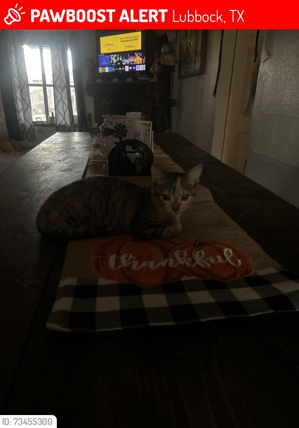 Lost Female Cat last seen by my hse, Lubbock, TX 79423