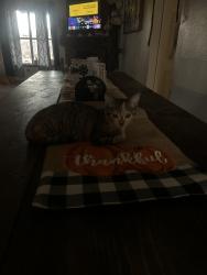 Lost Female Cat last seen by my hse, Lubbock, TX 79423