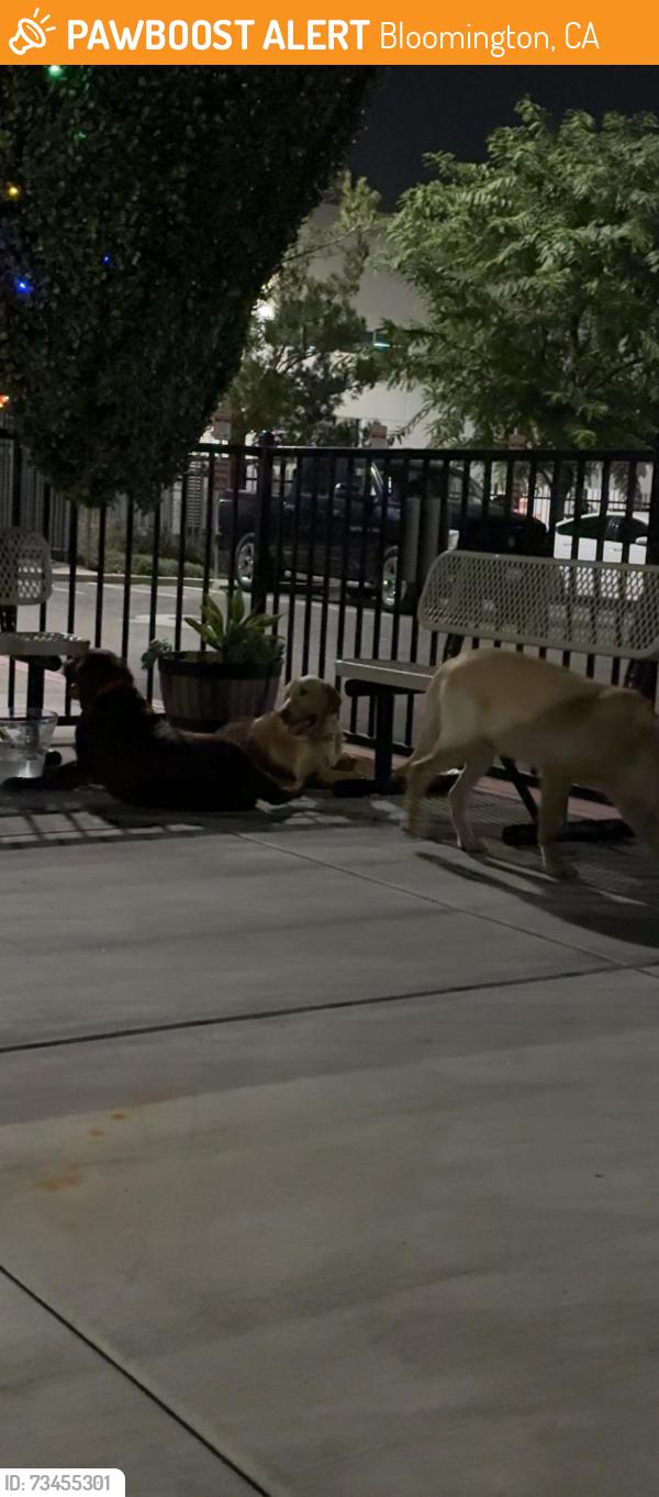 Found/Stray Unknown Dog last seen Near s cactus ave, Bloomington, CA 92316