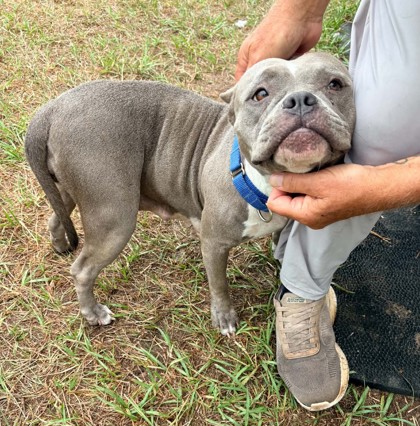 Shelter Stray Female Dog last seen N MORRIS AVE, Inverness, FL, 4030 S Airport Rd, Inverness, FL 34450, USA
