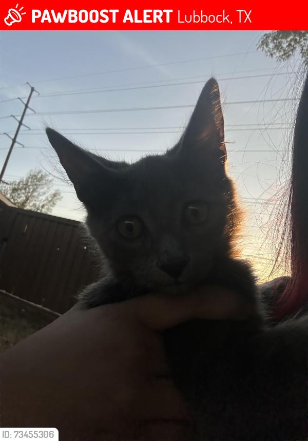 Lost Male Cat last seen by 77th street 1609, Lubbock, TX 79423